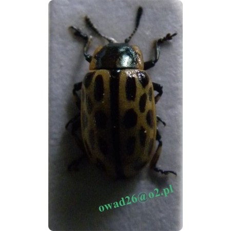 Chrysomela vigintipunctata (Scopoli, 1763) Rynnica dwudziestoplama
